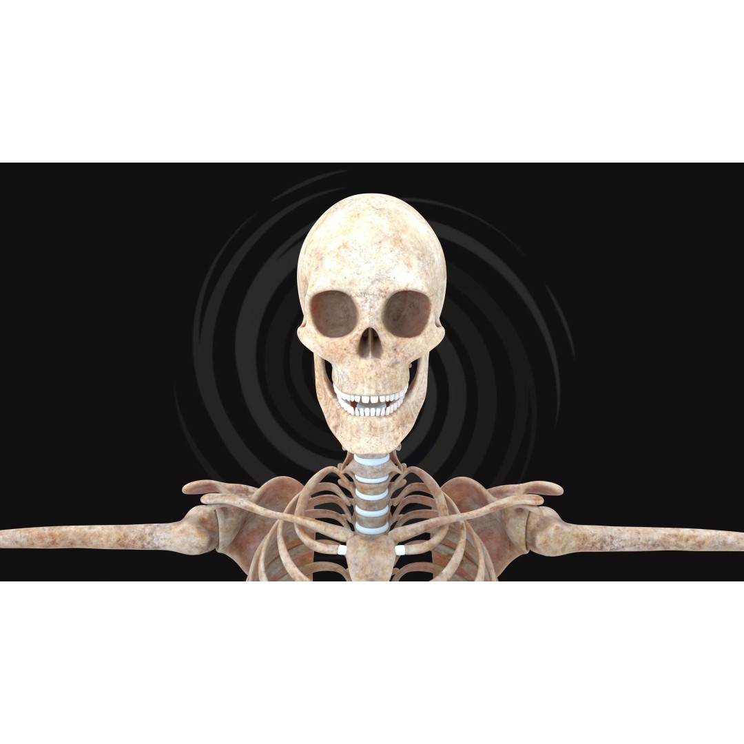 Realistic Human Skeleton 3D Model – Fully Rigged PBR Character Asset - View 10