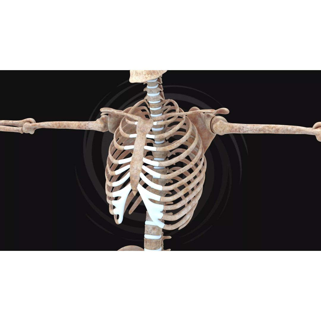 Realistic Human Skeleton 3D Model – Fully Rigged PBR Character Asset - View 11