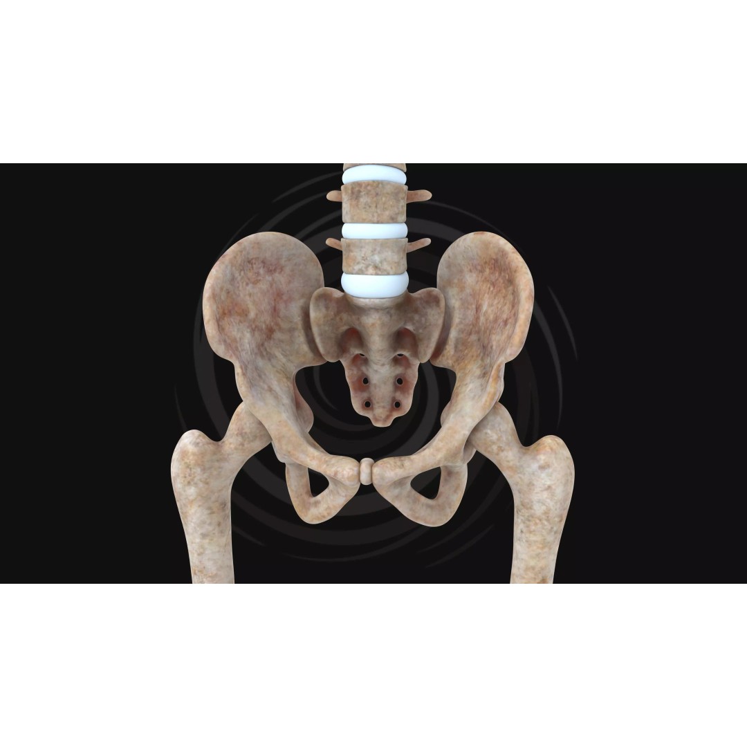 Realistic Human Skeleton 3D Model – Fully Rigged PBR Character Asset - View 12