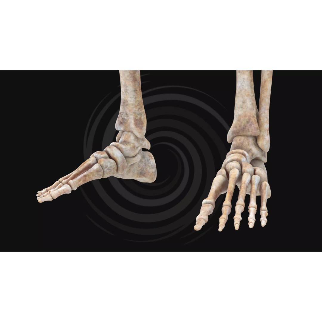 Realistic Human Skeleton 3D Model – Fully Rigged PBR Character Asset - View 13