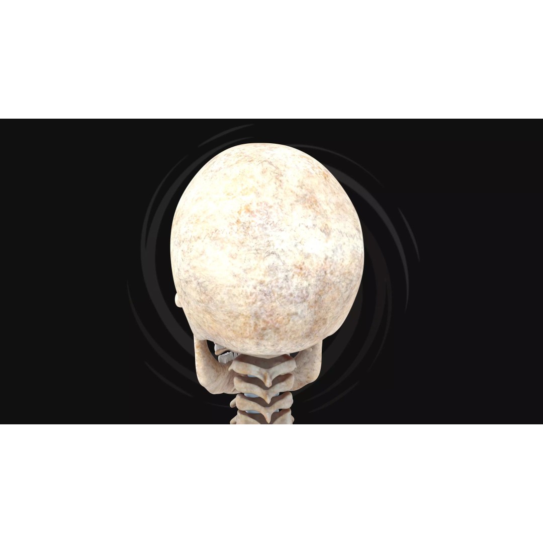 Realistic Human Skeleton 3D Model – Fully Rigged PBR Character Asset - View 14