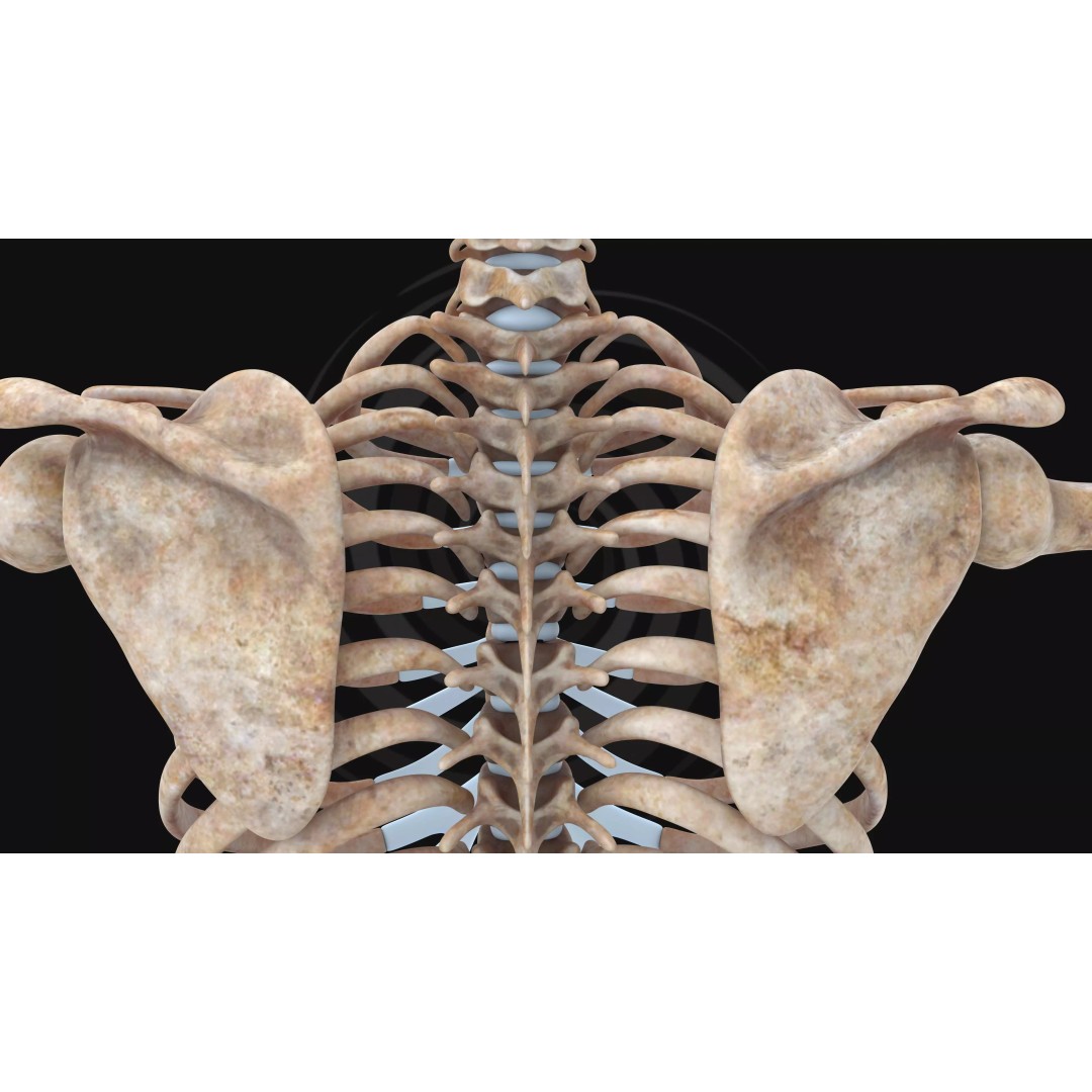 Realistic Human Skeleton 3D Model – Fully Rigged PBR Character Asset - View 15