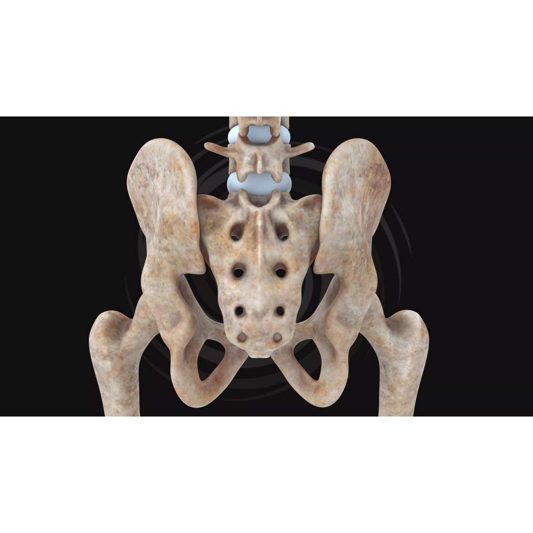 Realistic Human Skeleton 3D Model – Fully Rigged PBR Character Asset - View 16