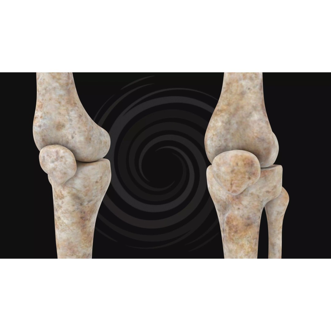 Realistic Human Skeleton 3D Model – Fully Rigged PBR Character Asset - View 17