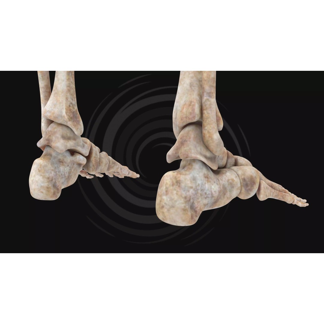 Realistic Human Skeleton 3D Model – Fully Rigged PBR Character Asset - View 18