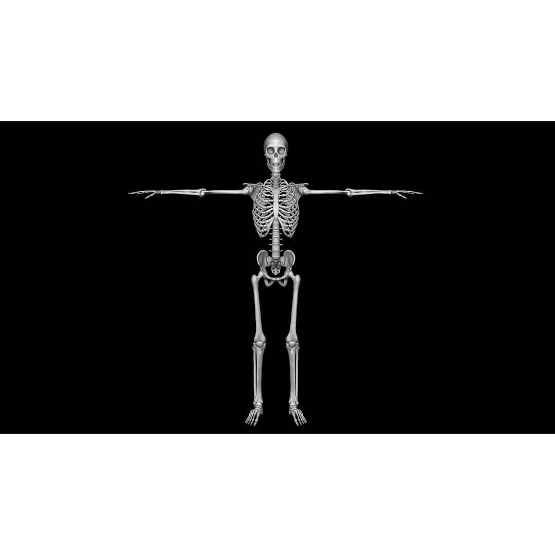 Realistic Human Skeleton 3D Model – Fully Rigged PBR Character Asset - View 19