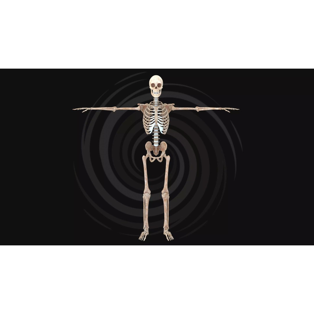 Realistic Human Skeleton 3D Model – Fully Rigged PBR Character Asset - View 2
