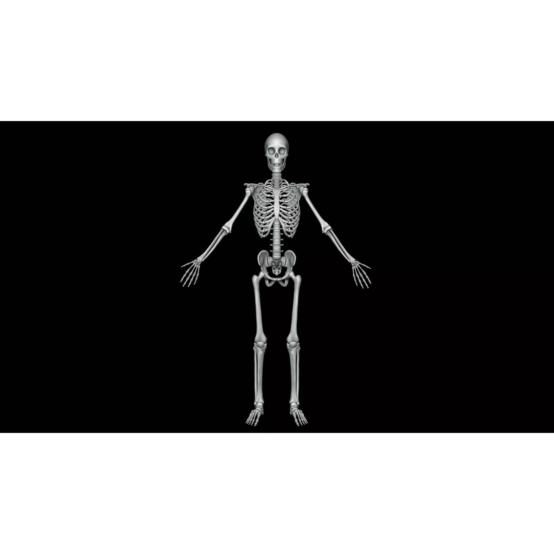 Realistic Human Skeleton 3D Model – Fully Rigged PBR Character Asset - View 20