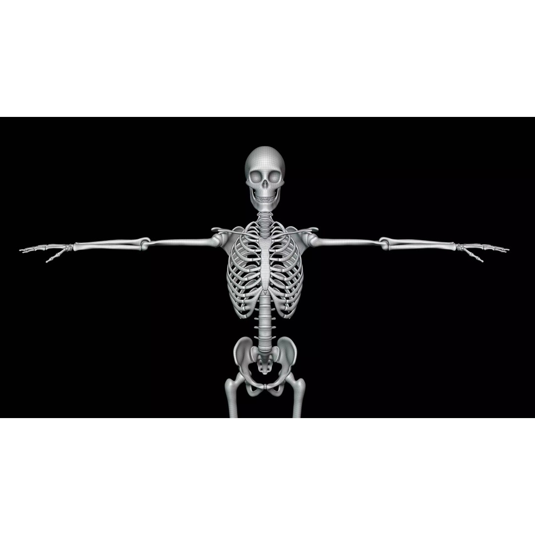 Realistic Human Skeleton 3D Model – Fully Rigged PBR Character Asset - View 21