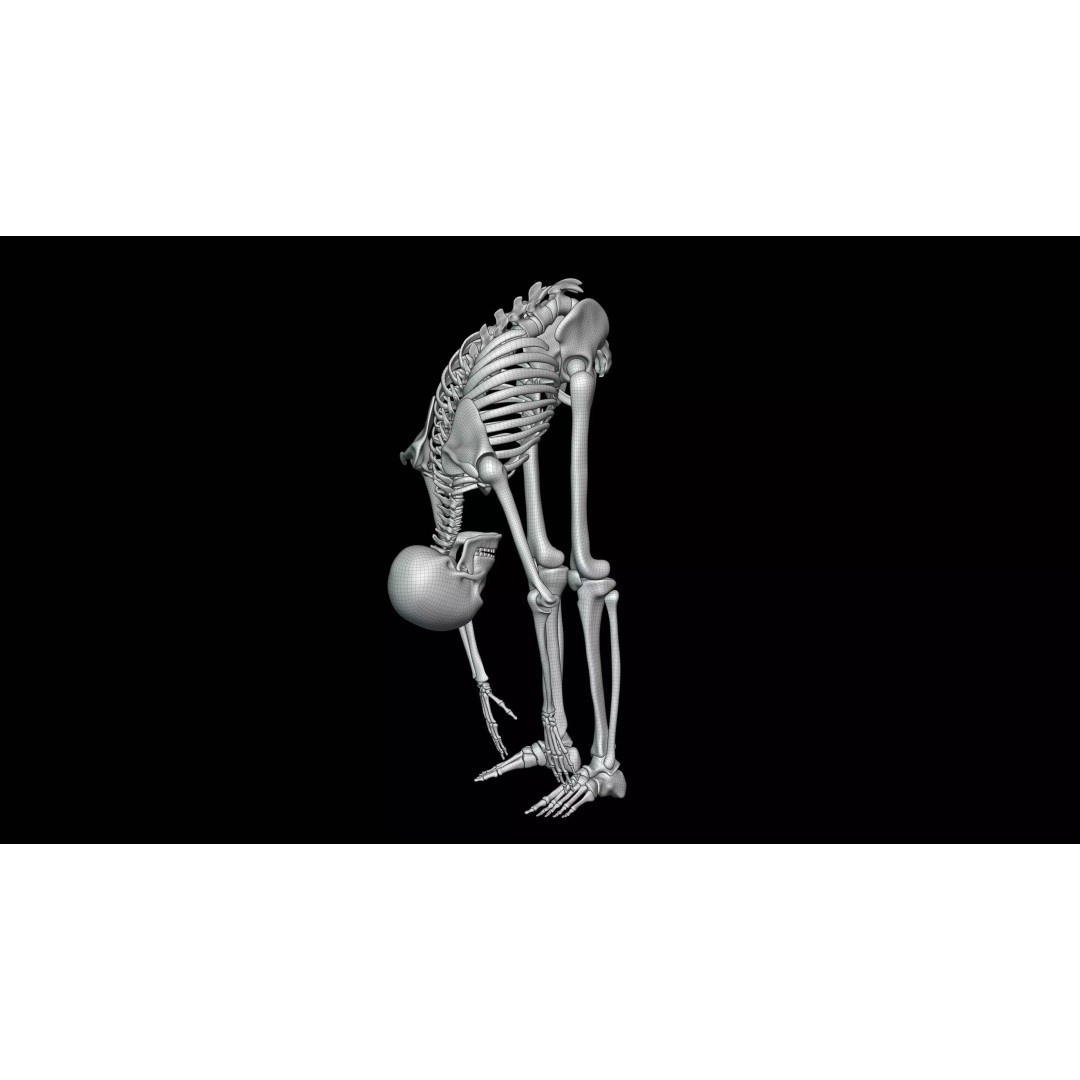 Realistic Human Skeleton 3D Model – Fully Rigged PBR Character Asset - View 22