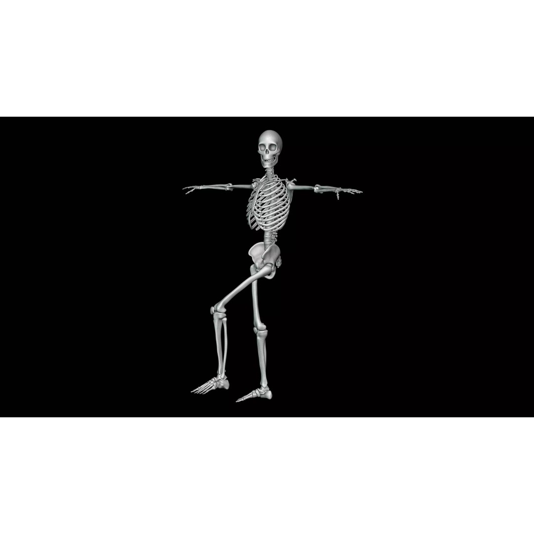 Realistic Human Skeleton 3D Model – Fully Rigged PBR Character Asset - View 23