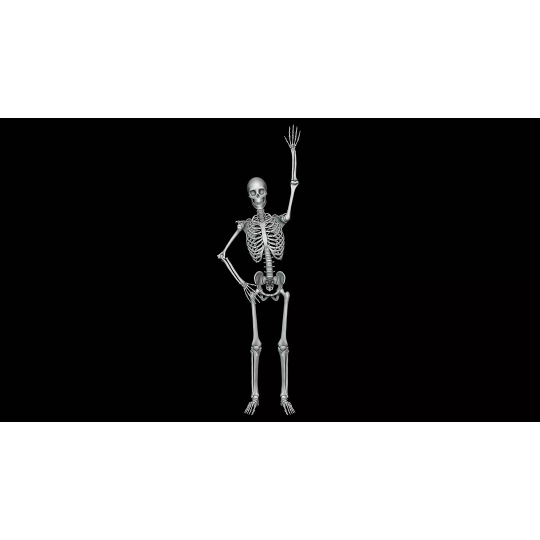 Realistic Human Skeleton 3D Model – Fully Rigged PBR Character Asset - View 24