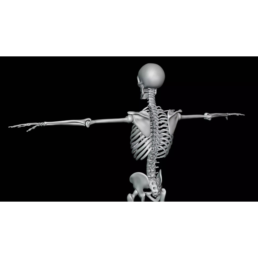 Realistic Human Skeleton 3D Model – Fully Rigged PBR Character Asset - View 25