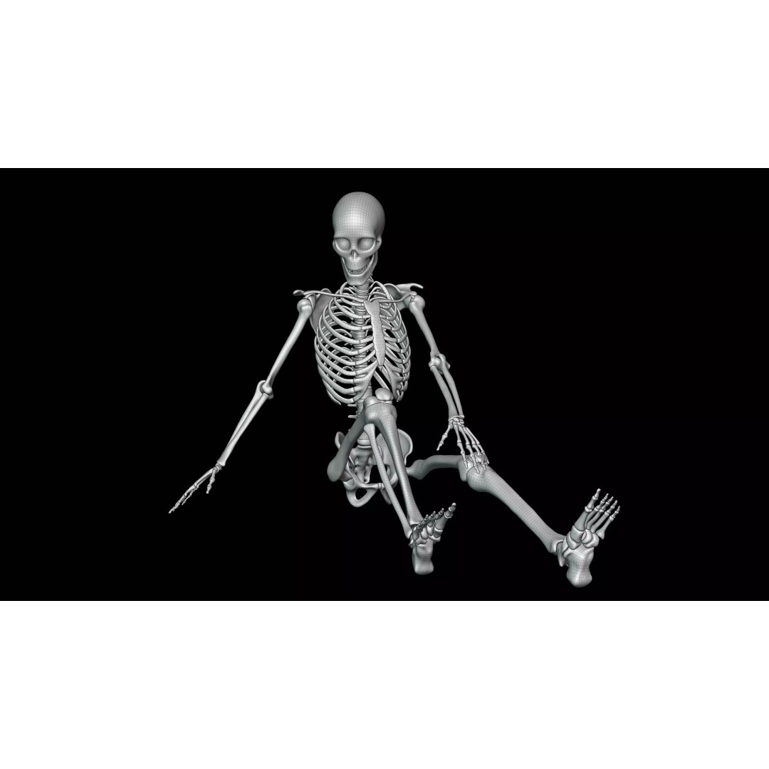 Realistic Human Skeleton 3D Model – Fully Rigged PBR Character Asset - View 26