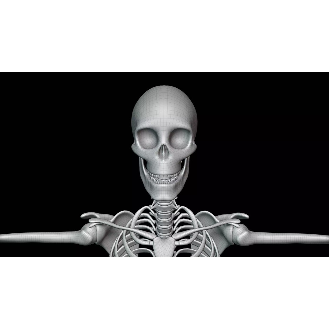 Realistic Human Skeleton 3D Model – Fully Rigged PBR Character Asset - View 27