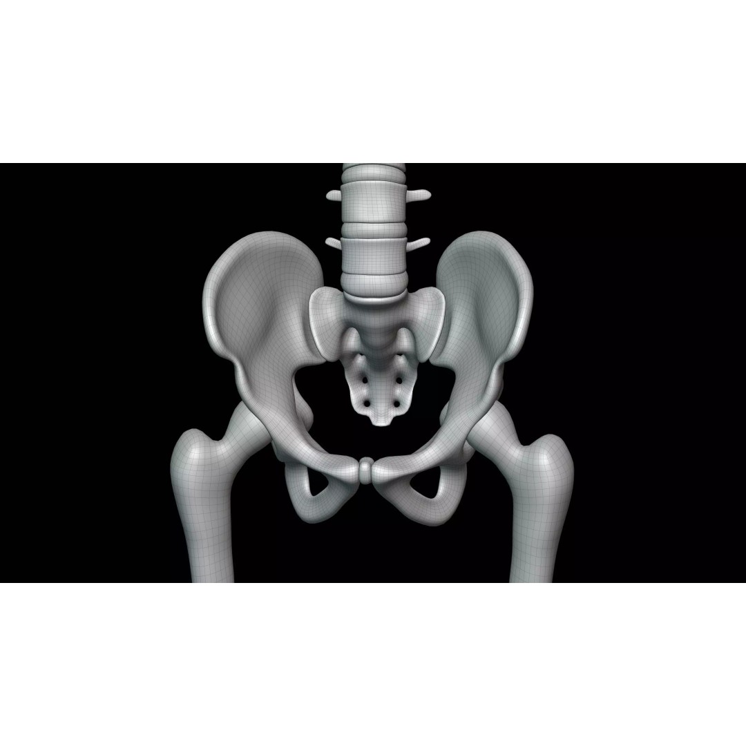 Realistic Human Skeleton 3D Model – Fully Rigged PBR Character Asset - View 29