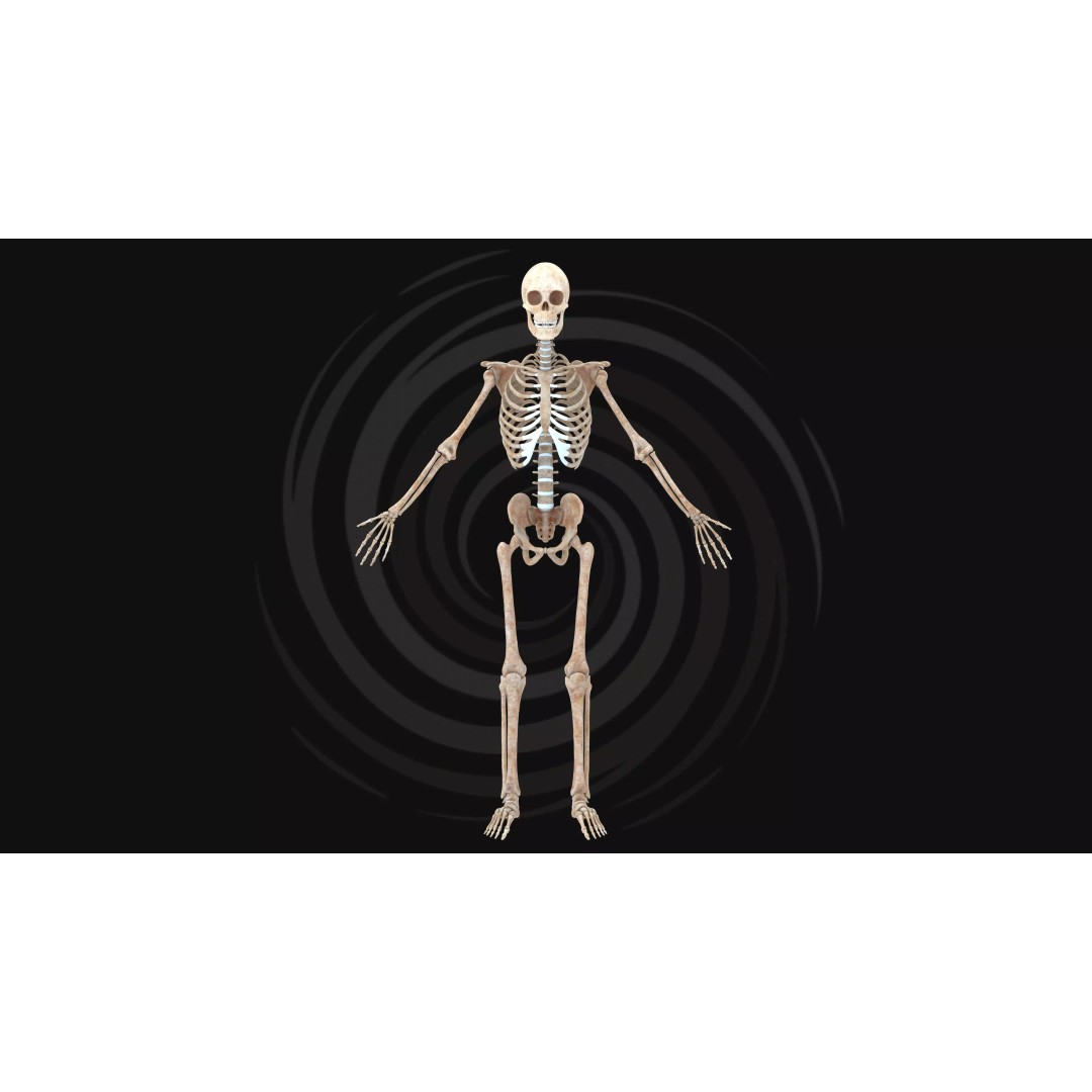 Realistic Human Skeleton 3D Model – Fully Rigged PBR Character Asset - View 3