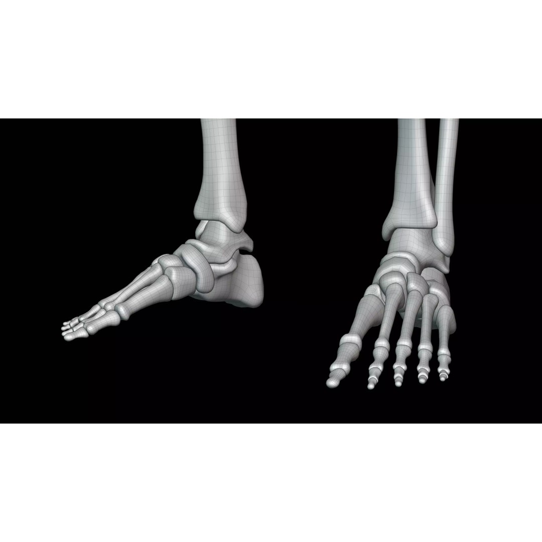 Realistic Human Skeleton 3D Model – Fully Rigged PBR Character Asset - View 30