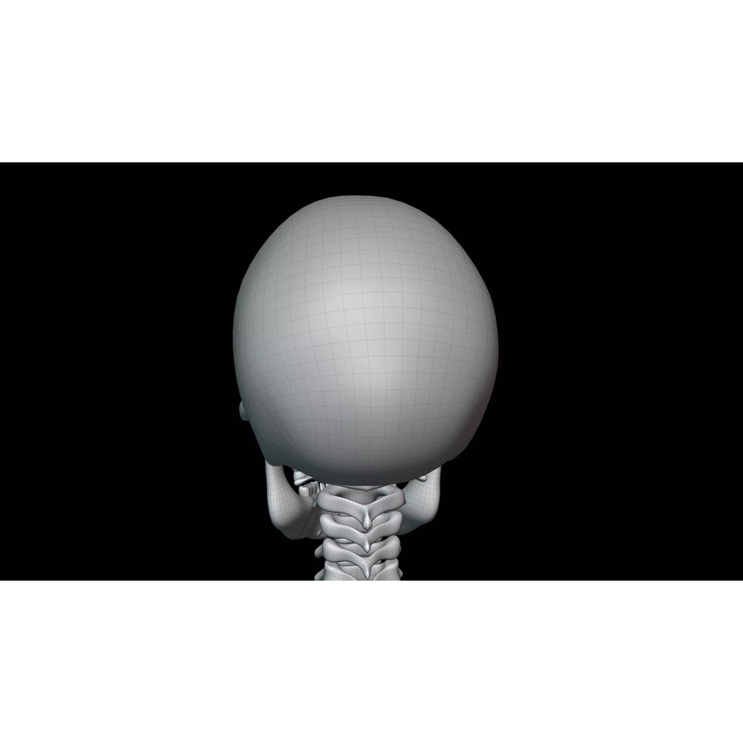 Realistic Human Skeleton 3D Model – Fully Rigged PBR Character Asset - View 31