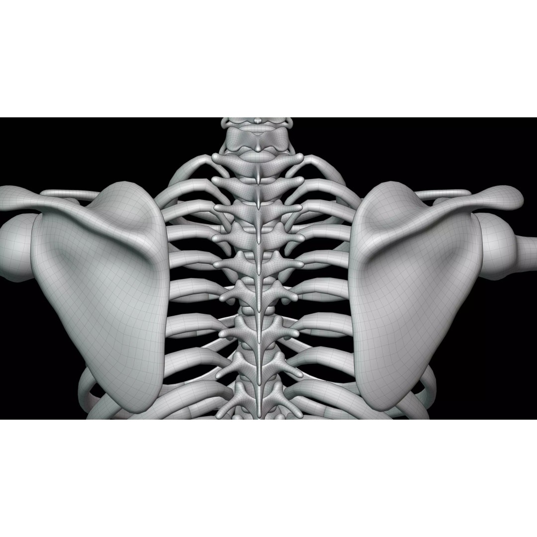 Realistic Human Skeleton 3D Model – Fully Rigged PBR Character Asset - View 32