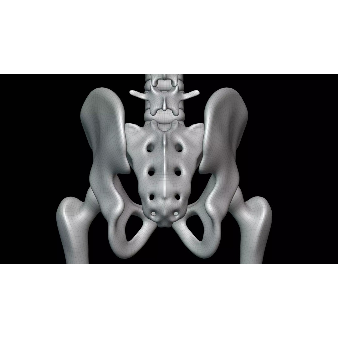 Realistic Human Skeleton 3D Model – Fully Rigged PBR Character Asset - View 33