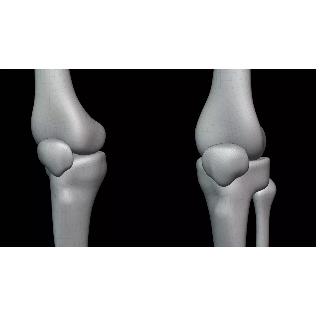 Realistic Human Skeleton 3D Model – Fully Rigged PBR Character Asset - View 34