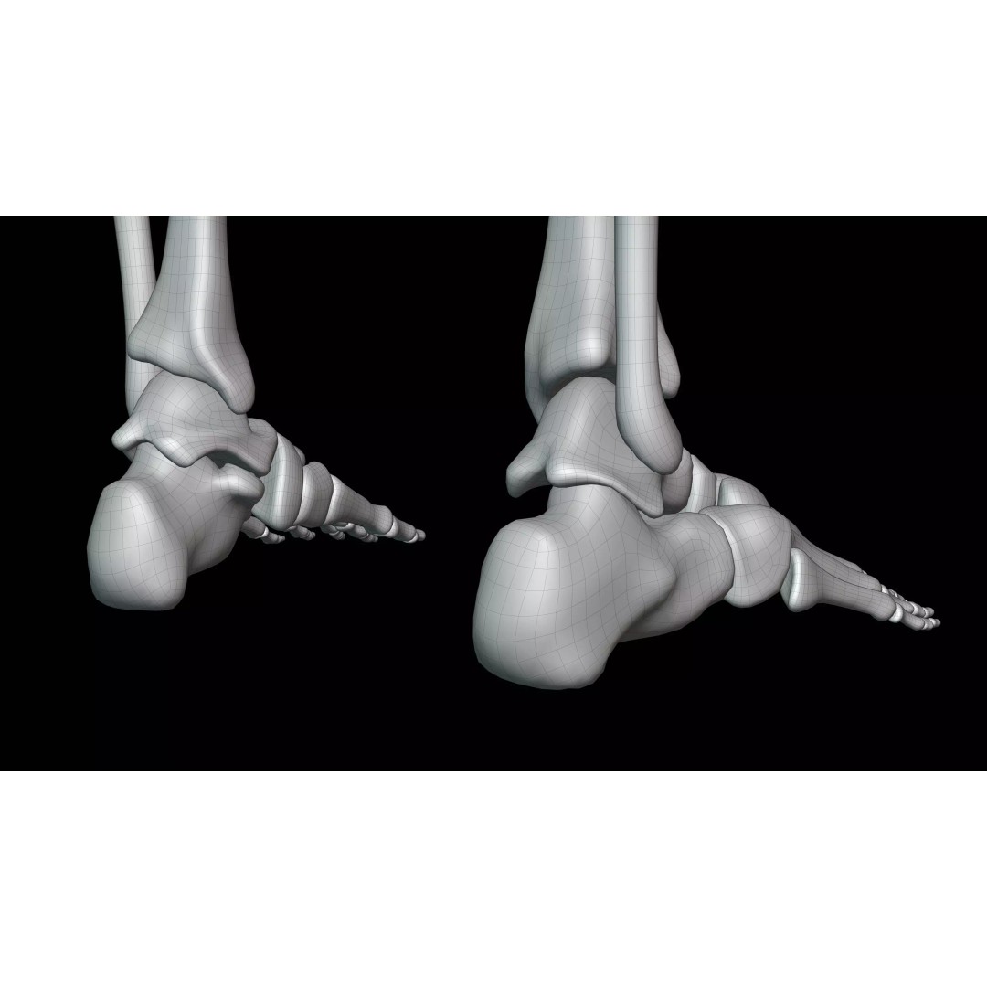 Realistic Human Skeleton 3D Model – Fully Rigged PBR Character Asset - View 35