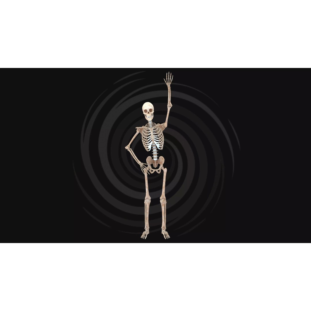 Realistic Human Skeleton 3D Model – Fully Rigged PBR Character Asset - View 4