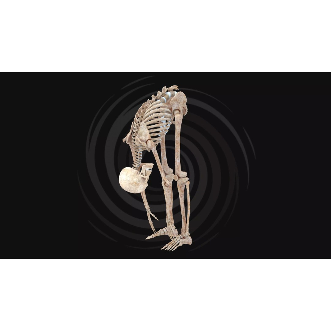 Realistic Human Skeleton 3D Model – Fully Rigged PBR Character Asset - View 5