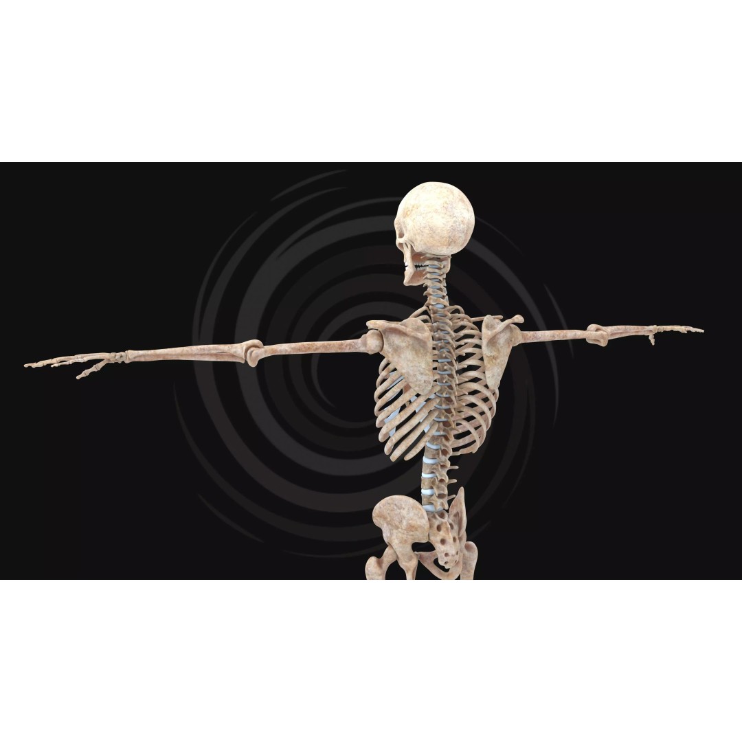 Realistic Human Skeleton 3D Model – Fully Rigged PBR Character Asset - View 6