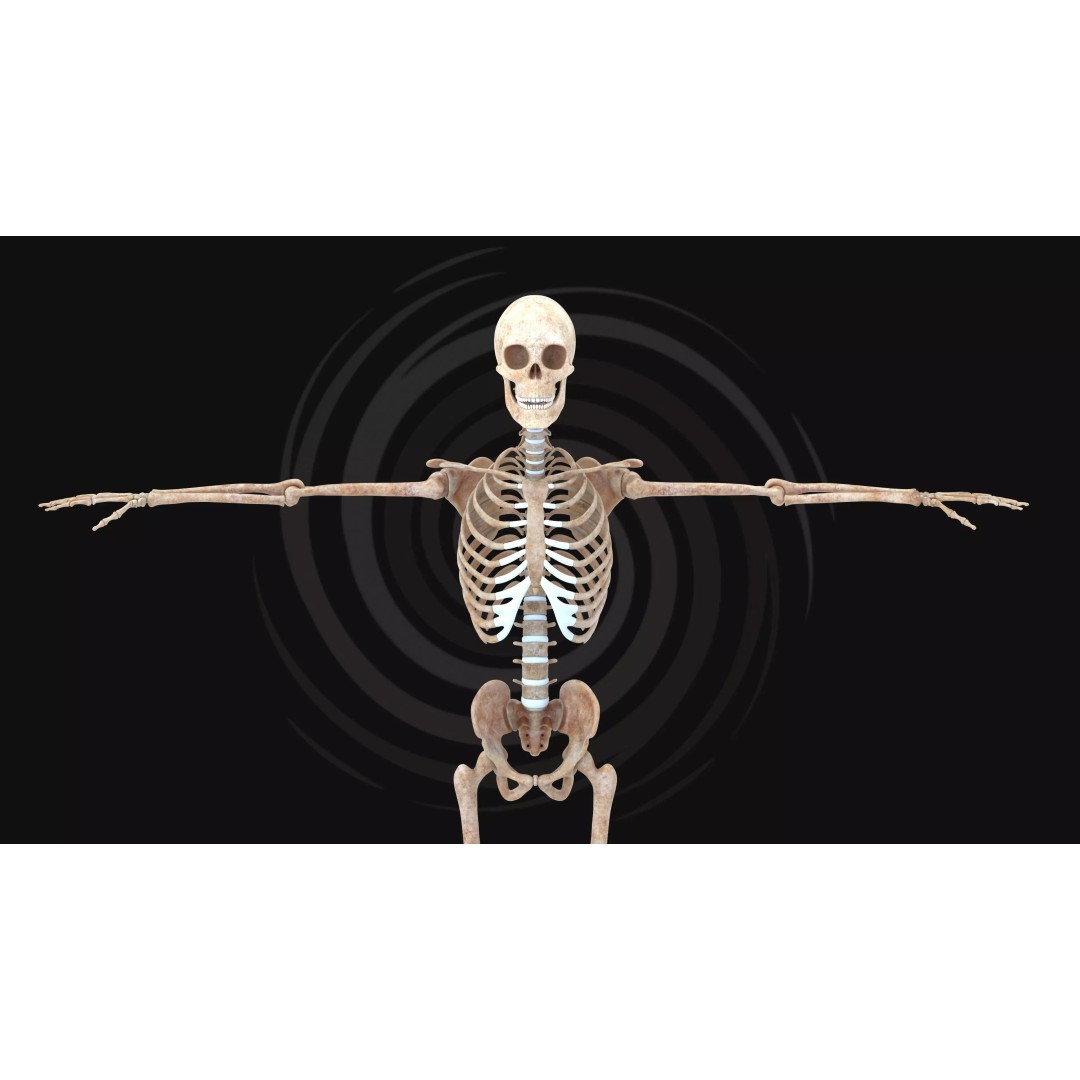 Realistic Human Skeleton 3D Model – Fully Rigged PBR Character Asset - View 7