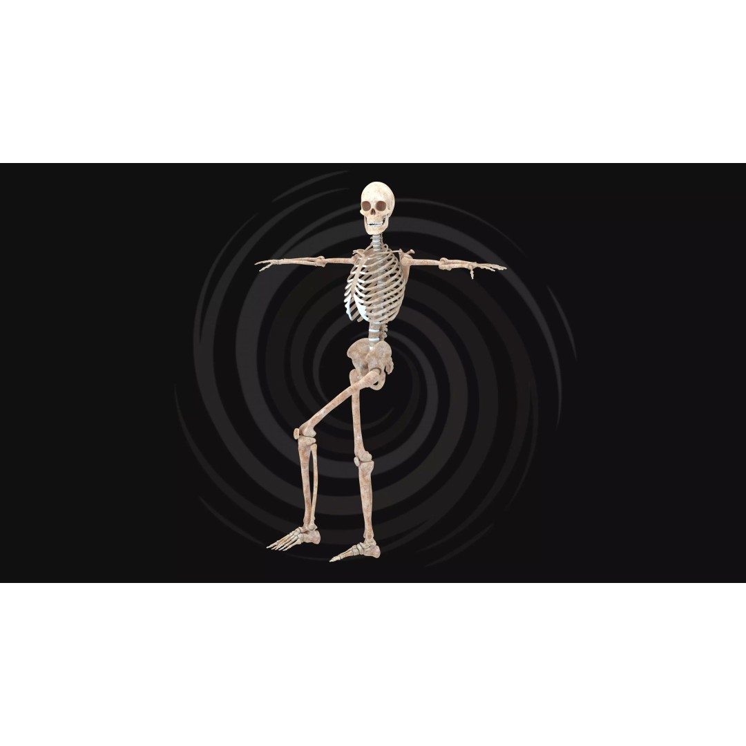 Realistic Human Skeleton 3D Model – Fully Rigged PBR Character Asset - View 8