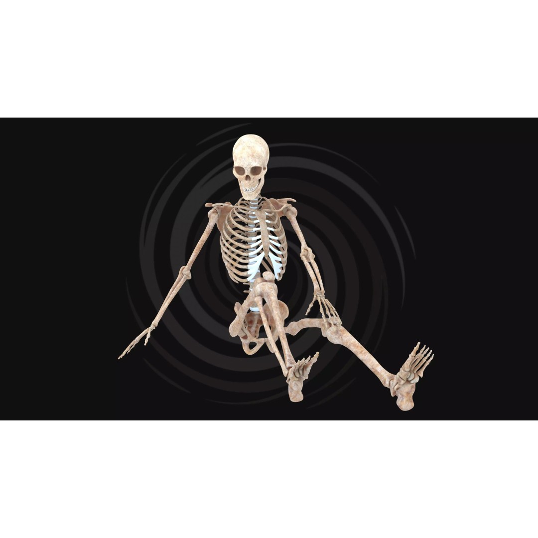 Realistic Human Skeleton 3D Model – Fully Rigged PBR Character Asset - View 9