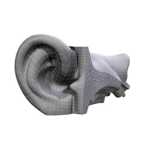 Human Ear 3D Model – High Definition Anatomical Asset, FBX/OBJ