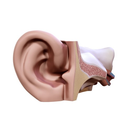 Human Ear 3D Model – High Definition Anatomical Asset, FBX/OBJ - View 10