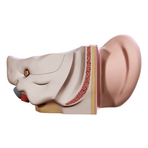 Human Ear 3D Model – High Definition Anatomical Asset, FBX/OBJ - View 11