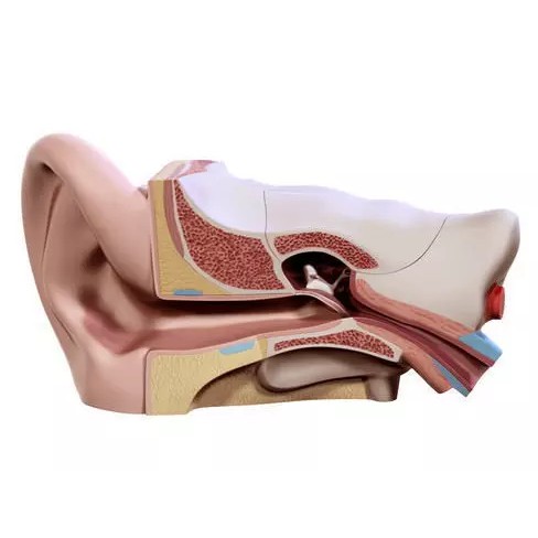 Human Ear 3D Model – High Definition Anatomical Asset, FBX/OBJ - View 2
