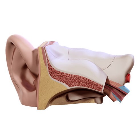 Human Ear 3D Model – High Definition Anatomical Asset, FBX/OBJ - View 3