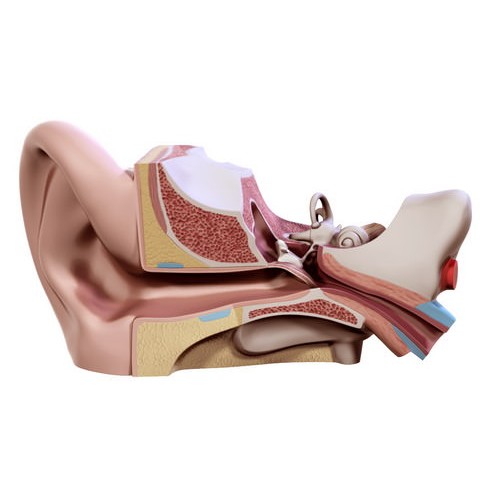 Human Ear 3D Model – High Definition Anatomical Asset, FBX/OBJ - View 4
