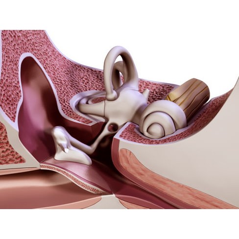 Human Ear 3D Model – High Definition Anatomical Asset, FBX/OBJ - View 6