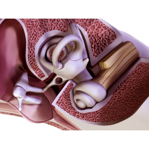 Human Ear 3D Model – High Definition Anatomical Asset, FBX/OBJ - View 7