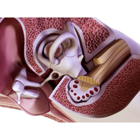 Human Ear 3D Model – High Definition Anatomical Asset, FBX/OBJ - View 8