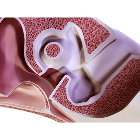 Human Ear 3D Model – High Definition Anatomical Asset, FBX/OBJ - View 9