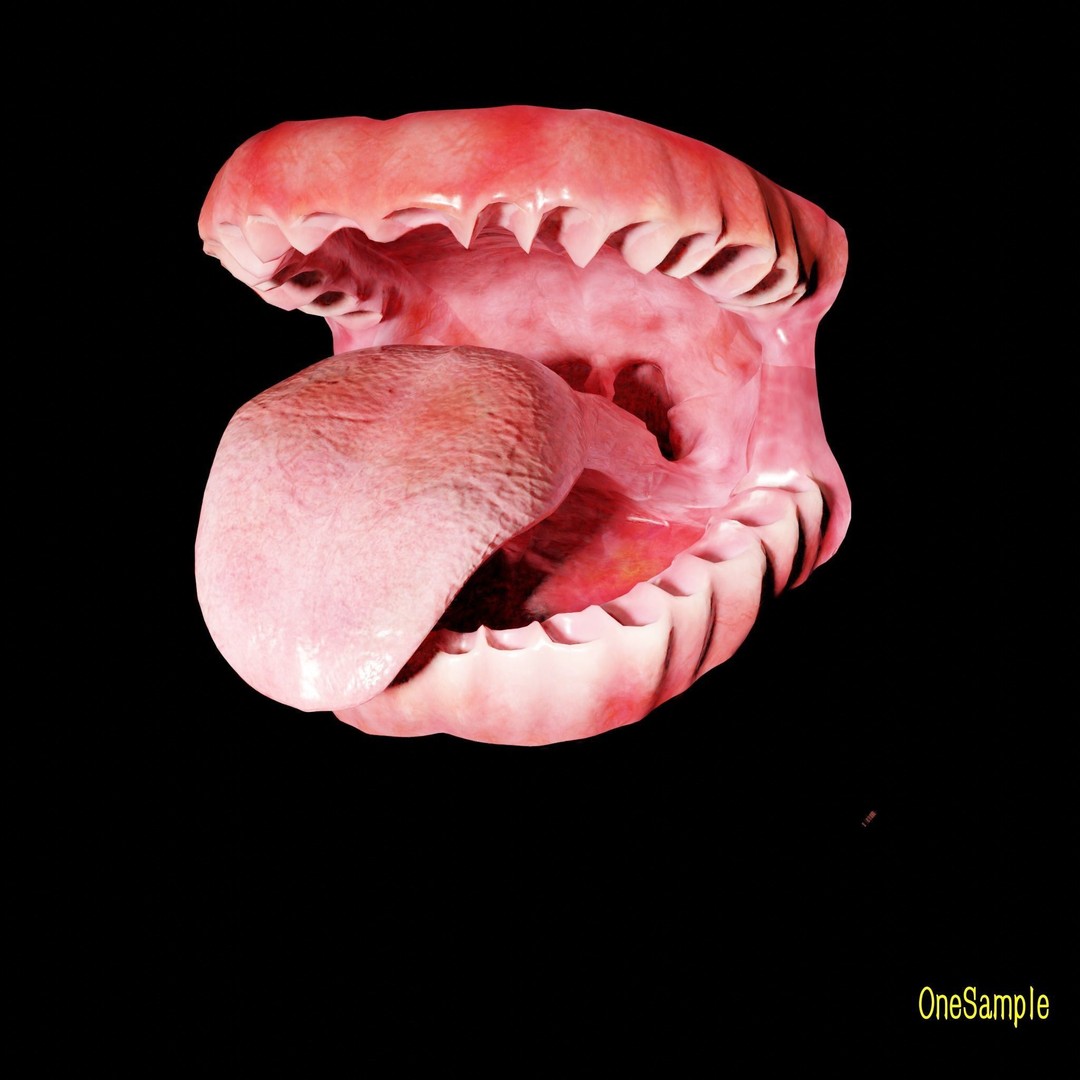 Mouth with Braces 3D Model – Low Poly Rigged Character Asset, Blender - View 20