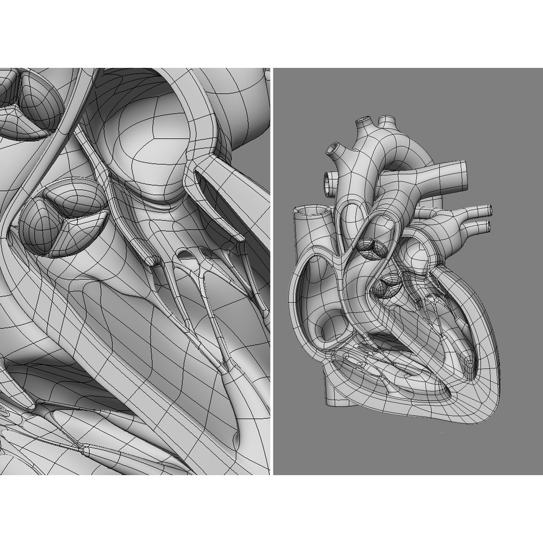 Heart X-Section 3D Model – Animated Human Anatomy, FBX, Blender