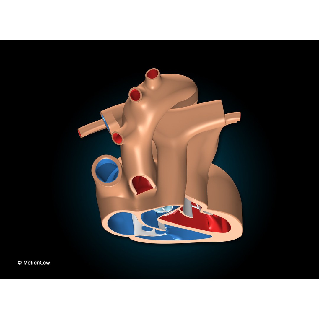 Heart X-Section 3D Model – Animated Human Anatomy, FBX, Blender - View 10