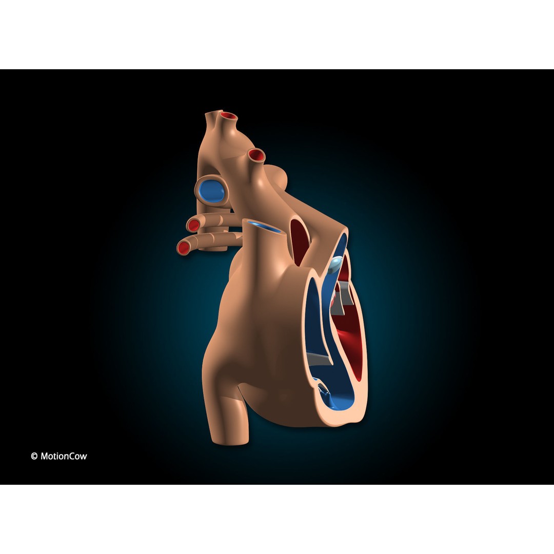 Heart X-Section 3D Model – Animated Human Anatomy, FBX, Blender - View 11