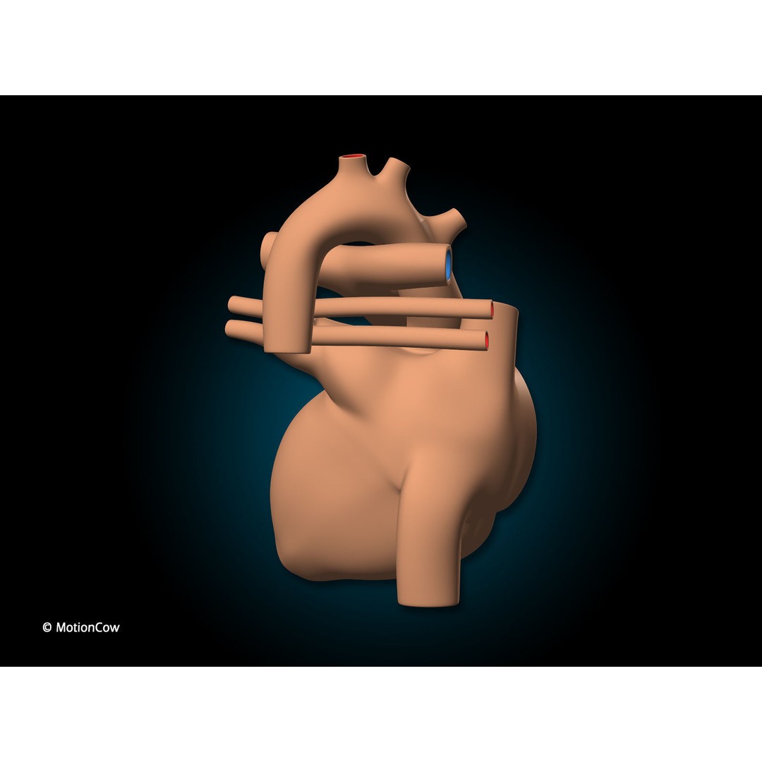 Heart X-Section 3D Model – Animated Human Anatomy, FBX, Blender - View 12