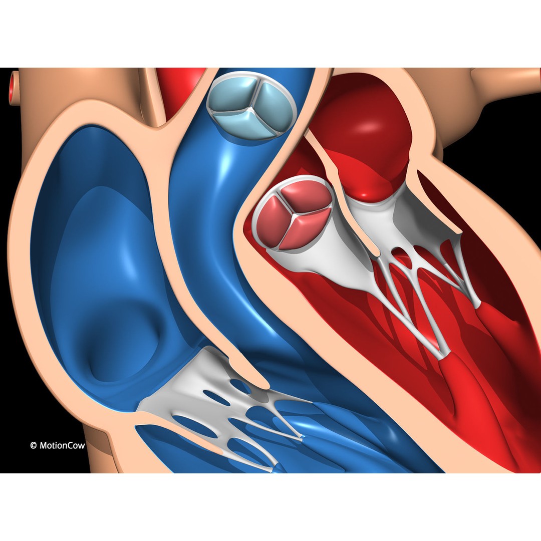 Heart X-Section 3D Model – Animated Human Anatomy, FBX, Blender - View 13