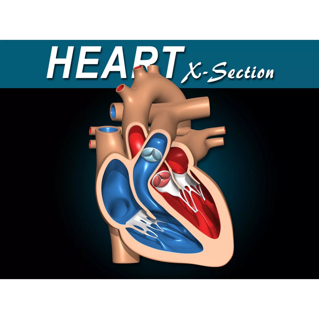 Heart X-Section 3D Model – Animated Human Anatomy, FBX, Blender - View 2